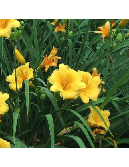 Hémerocalle Stella de Oro