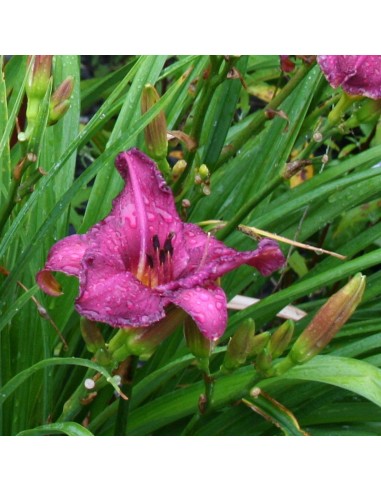 Hémerocalle Summer wine