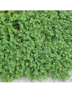 Herniaire en godet 9cm 2