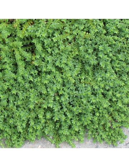 Herniaire - Turquette