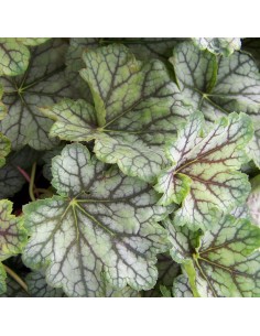 Heuchère "beauty colour"