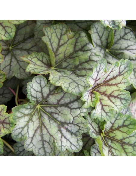 Heuchère "beauty colour"