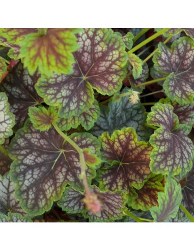 Heuchère "beauty colour"