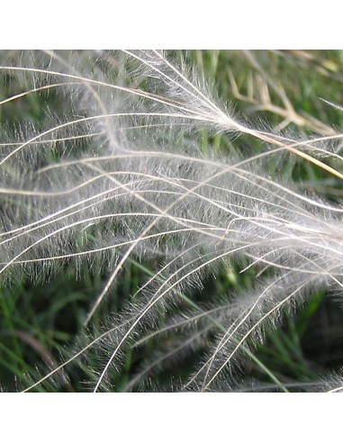 Stipa pennata