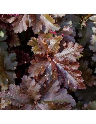Heuchère chocolate ruffles