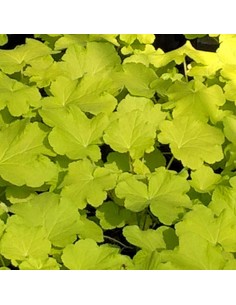 Heuchère citronelle 2