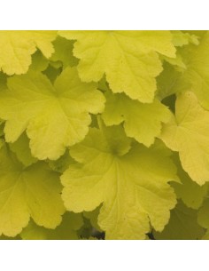 Heuchère citronelle