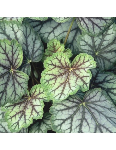 Heuchère Green spice