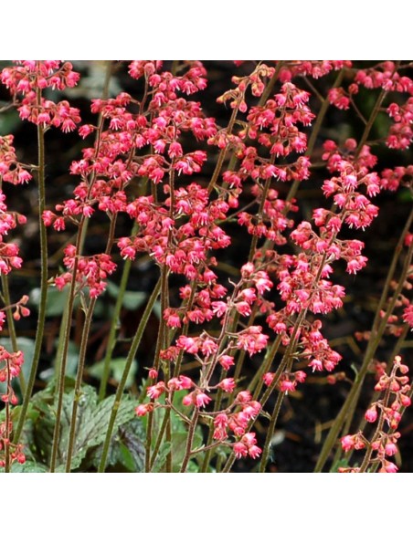 Heuchère Green spice