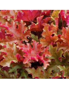 Heuchère marmalade 2