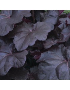 Heuchère Obsidian 2