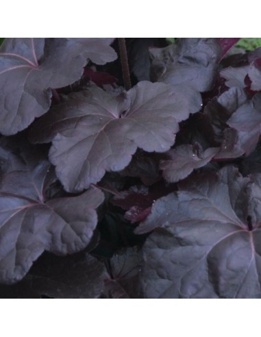Heuchère Obsidian