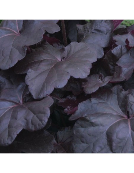 Heuchère Obsidian