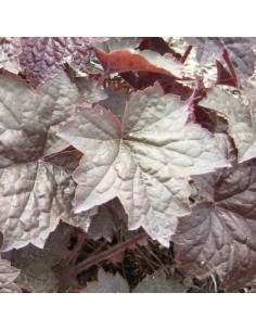 Heuchère Palace purple 2