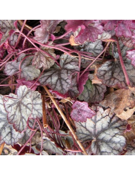 Heuchère Pewter moon