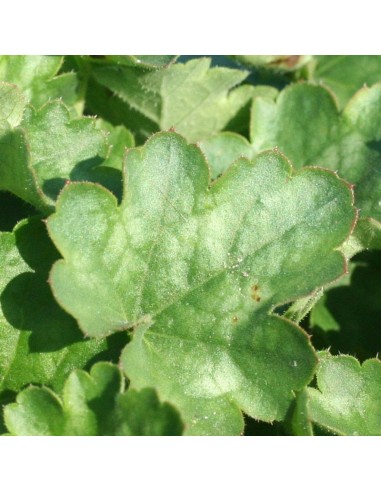 Heuchère Pluie de feu
