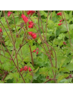 Heuchère sanguine "Leuchtkafer"