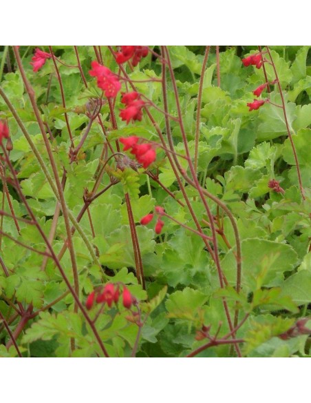 Heuchère sanguine "Leuchtkafer"