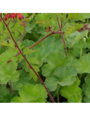 Heuchère sanguine "Leuchtkafer"