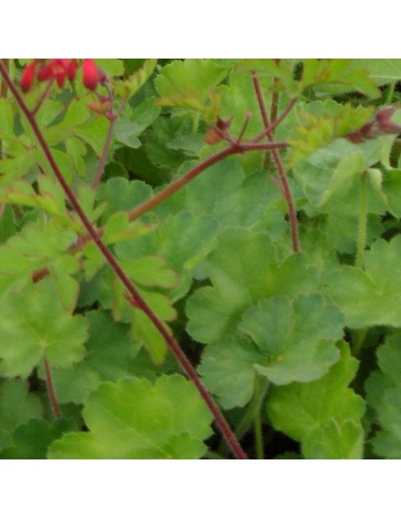 Heuchère sanguine "Leuchtkafer"