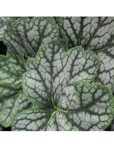 Heucherella "Quicksilver"