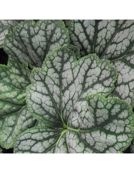 Heucherella "Quicksilver"