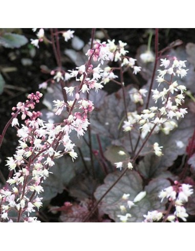 Heucherella "Quicksilver"