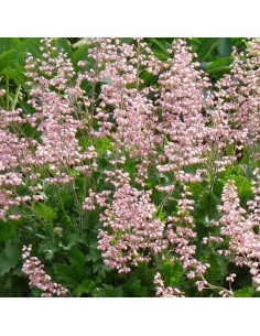 Heucherella alba Bridget bloom