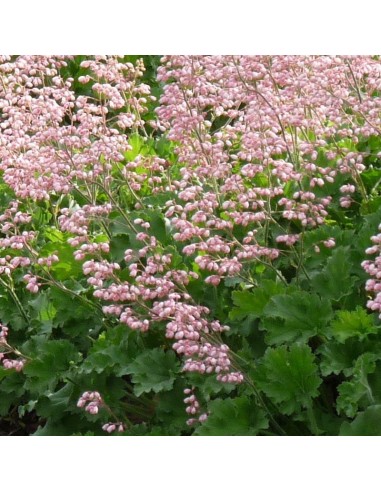 Heucherella alba Bridget bloom