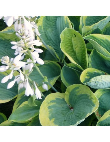 Hosta  Frances Williams