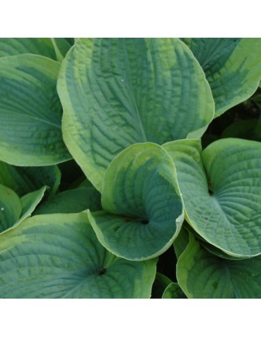 Hosta  Frances Williams