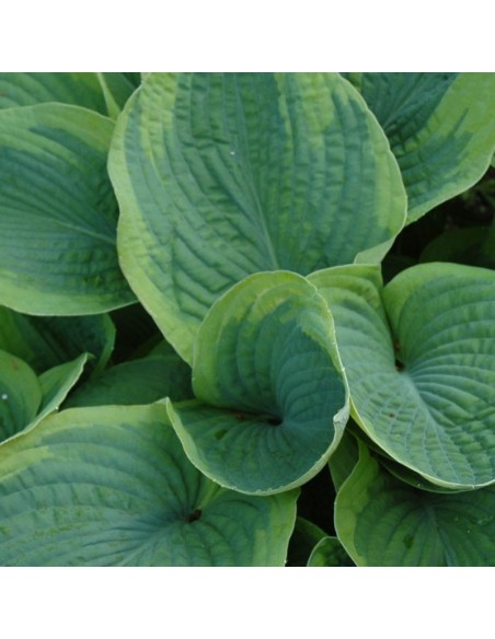 Hosta  Frances Williams