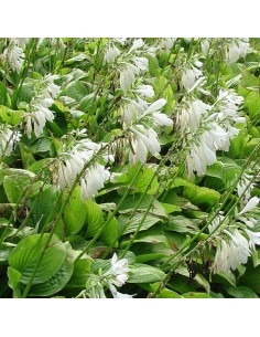 Hosta  "Snowflakes"