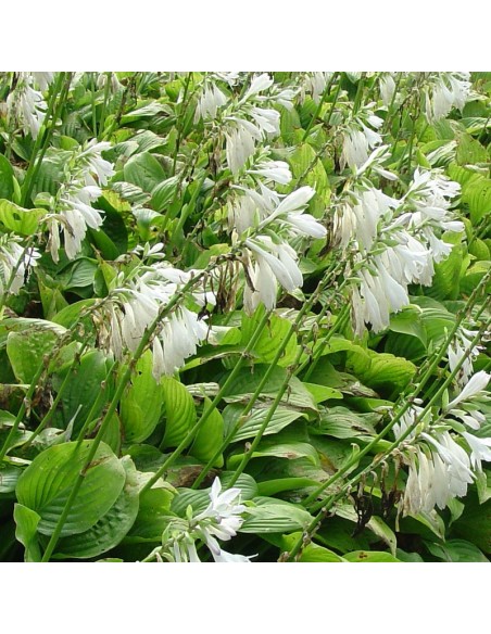 Hosta  "Snowflakes"