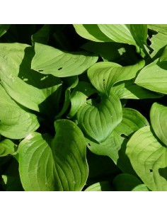 Hosta  "Snowflakes" 2