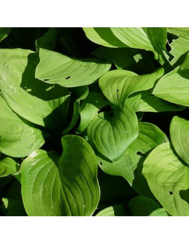 Hosta  Snowflakes