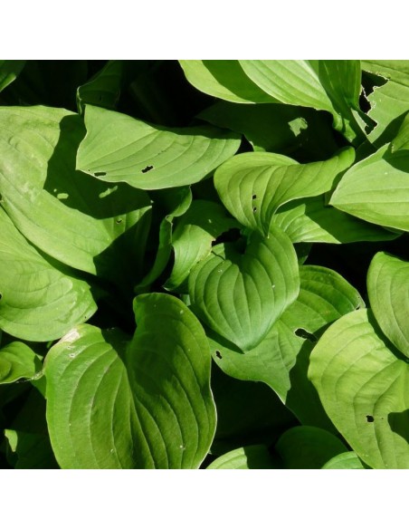 Hosta  Snowflakes
