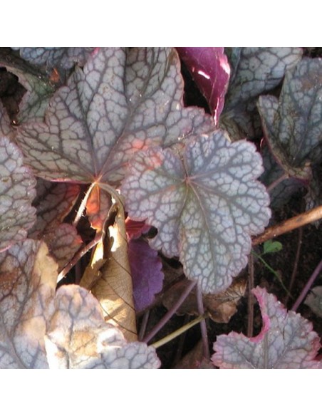 Heuchère hybride silver scrolls