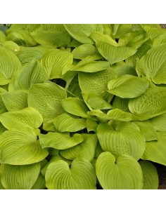 Hosta "August moon" 2