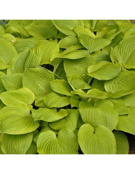 Hosta "August moon" Hosta "August moon"