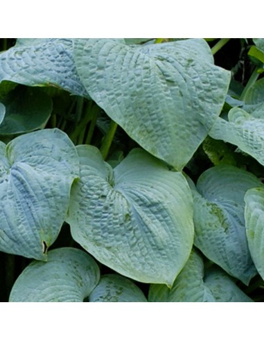 Hosta Blue angel