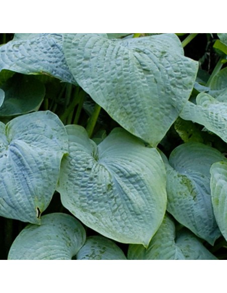 Hosta Blue angel