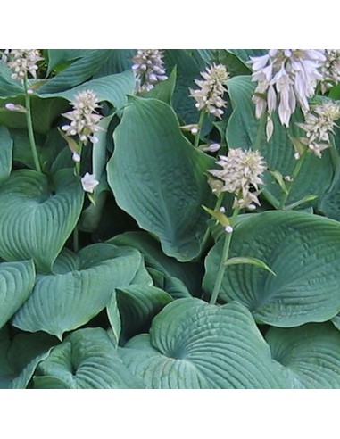 Hosta Blue angel