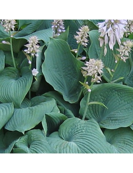 Hosta Blue angel