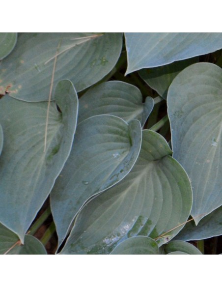 Hosta Blue cadet