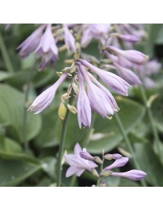Hosta Blue cadet