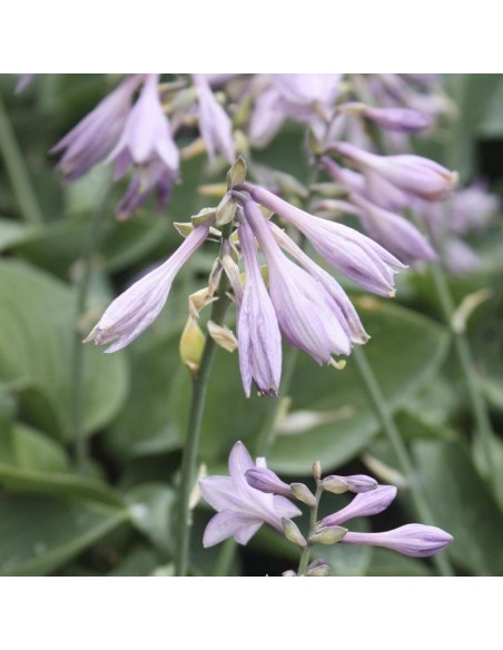 Hosta Blue cadet