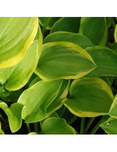 Hosta Golden tiara 2