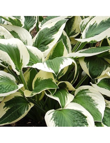 Hosta "Patriot"