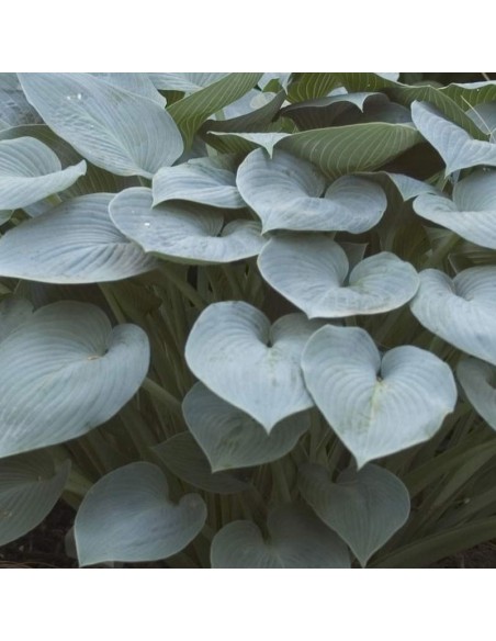 Hosta Halcyon Hosta Halcyon